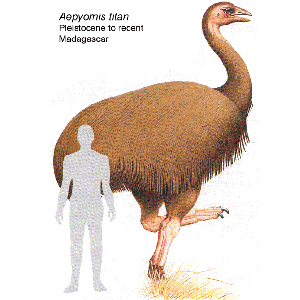 Elephant birds of madagascar