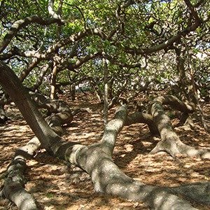 Natal Cashew Tree