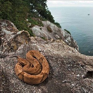 Snake Island